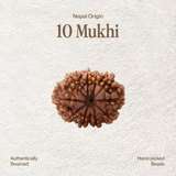 10 Mukhi Rudraksha | Certified, Nepal Origin
