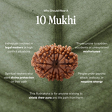 10 Mukhi Rudraksha | Certified, Nepal Origin