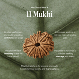 11 Mukhi Rudraksha | Certified, Nepal Origin