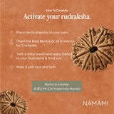 11 Mukhi Rudraksha | Certified, Nepal Origin