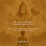 11 Mukhi Rudraksha | Certified, Nepal Origin