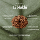 12 Mukhi Rudraksha | Certified, Nepal Origin