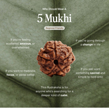 5 Mukhi Rudraksha | Certified, Nepal Origin | Launch Offer ✨