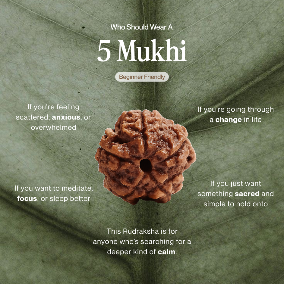 5 Mukhi Rudraksha | Certified, Nepal Origin | Launch Offer ✨